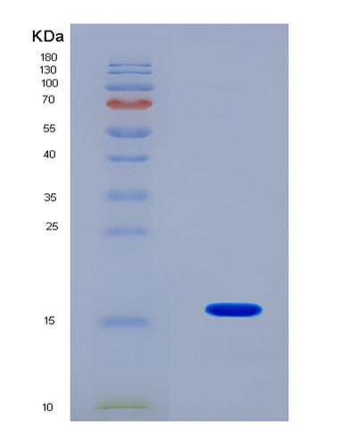 SDS-PAGE analysis of Mouse Hmgn2 (Non-Histone Chromosomal Protein Hmg-17) - Recombinant Protein, CAT# BLT-08230P, showing >90% purity under 15% SDS-PAGE (Reduced)Mouse Hmgn2 (Non-Histone Chromosomal Protein Hmg-17) - Recombinant Protein