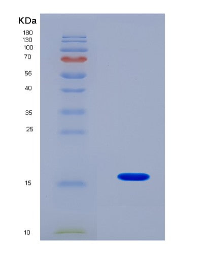 SDS-PAGE analysis of Mouse Hmgn2 (Non-Histone Chromosomal Protein Hmg-17) - Recombinant Protein, CATMouse Hmgn2 (Non-Histone Chromosomal Protein Hmg-17) - Recombinant Protein