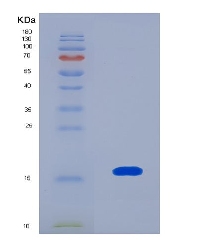 SDS-PAGE analysis of Human GDF3 (Growth/Differentiation Factor 3) - Recombinant Protein, CAT# BLT-08234P, showing >90% purity under 15% SDS-PAGE (Reduced)Human GDF3 (Growth/Differentiation Factor 3) - Recombinant Protein