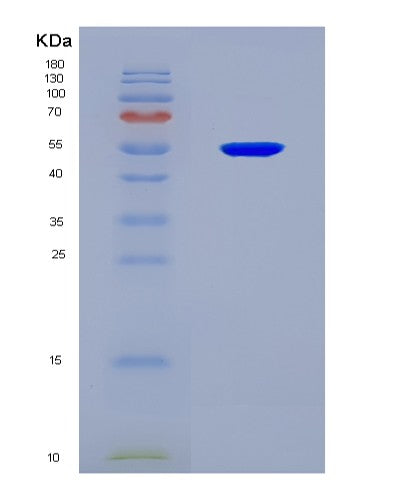SDS-PAGE analysis of Mouse Idh2 (Isocitrate Dehydrogenase [Nadp], Mitochondrial) - Recombinant Protein, CATMouse Idh2 (Isocitrate Dehydrogenase [Nadp], Mitochondrial) - Recombinant Protein