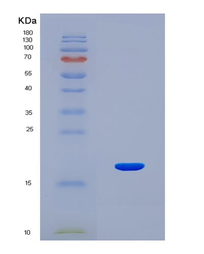 SDS-PAGE analysis of Mouse Fabp2 (Fatty Acid-Binding Protein, Intestinal) - Recombinant Protein, CAT# BLT-08263P, showing >90% purity under 15% SDS-PAGE (Reduced)Mouse Fabp2 (Fatty Acid-Binding Protein, Intestinal) - Recombinant Protein