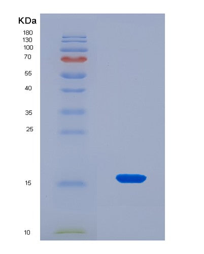 SDS-PAGE analysis of Mouse Hmga1 (High Mobility Group Protein Hmg-I/Hmg-Y) - Recombinant Protein, CATMouse Hmga1 (High Mobility Group Protein Hmg-I/Hmg-Y) - Recombinant Protein