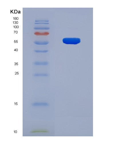 SDS-PAGE analysis of Human CRBN (Protein Cereblon) - Recombinant Protein, CATHuman CRBN (Protein Cereblon) - Recombinant Protein