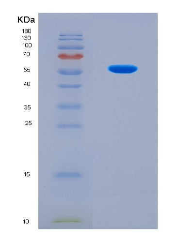 SDS-PAGE analysis of Mouse F10 (Coagulation Factor X) - Recombinant Protein, CATMouse F10 (Coagulation Factor X) - Recombinant Protein