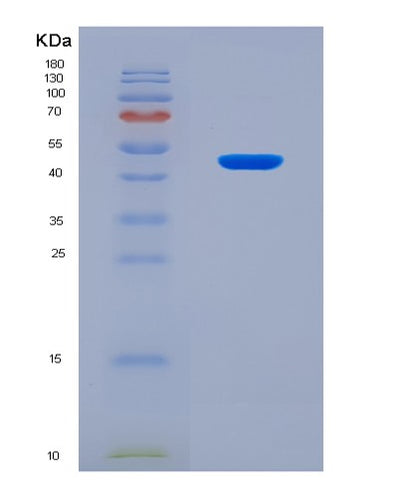 SDS-PAGE analysis of Mouse Apoa5 (Apolipoprotein A-V) - Recombinant Protein, CAT# BLT-08305P, showing >90% purity under 15% SDS-PAGE (Reduced)Mouse Apoa5 (Apolipoprotein A-V) - Recombinant Protein