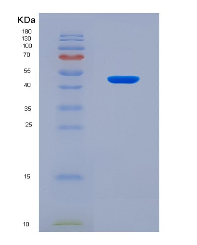 SDS-PAGE analysis of Mouse Apoa5 (Apolipoprotein A-V) - Recombinant Protein, CATMouse Apoa5 (Apolipoprotein A-V) - Recombinant Protein
