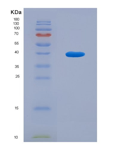 SDS-PAGE analysis of Human GOLPH3 (Golgi Phosphoprotein 3) - Recombinant Protein, CATHuman GOLPH3 (Golgi Phosphoprotein 3) - Recombinant Protein