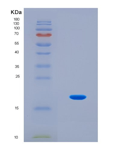 SDS-PAGE analysis of Mouse Rplp2 (Large Ribosomal Subunit Protein P2) - Recombinant Protein, CATMouse Rplp2 (Large Ribosomal Subunit Protein P2) - Recombinant Protein