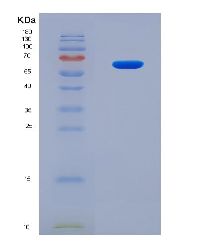 SDS-PAGE analysis of Human Interleukin 23 (IL23) - Recombinant Protein, CATHuman Interleukin 23 (IL23) - Recombinant Protein