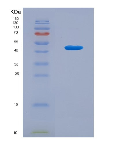 SDS-PAGE analysis of Mouse Mgst1 (Microsomal Glutathione S-Transferase 1) - Recombinant Protein, CATMouse Mgst1 (Microsomal Glutathione S-Transferase 1) - Recombinant Protein