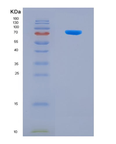 SDS-PAGE analysis of Human POLE2 (Dna Polymerase Epsilon Subunit 2) - Recombinant Protein, CAT# BLT-08349P, showing >90% purity under 15% SDS-PAGE (Reduced)Human POLE2 (Dna Polymerase Epsilon Subunit 2) - Recombinant Protein