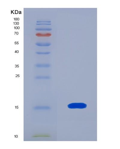 SDS-PAGE analysis of Mouse Igf1 (Insulin-Like Growth Factor 1) - Recombinant Protein, CAT# BLT-08351P, showing >90% purity under 15% SDS-PAGE (Reduced)Mouse Igf1 (Insulin-Like Growth Factor 1) - Recombinant Protein