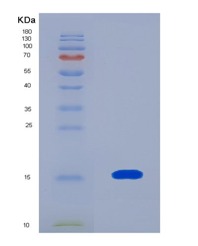 SDS-PAGE analysis of Mouse Igf1 (Insulin-Like Growth Factor 1) - Recombinant Protein, CATMouse Igf1 (Insulin-Like Growth Factor 1) - Recombinant Protein