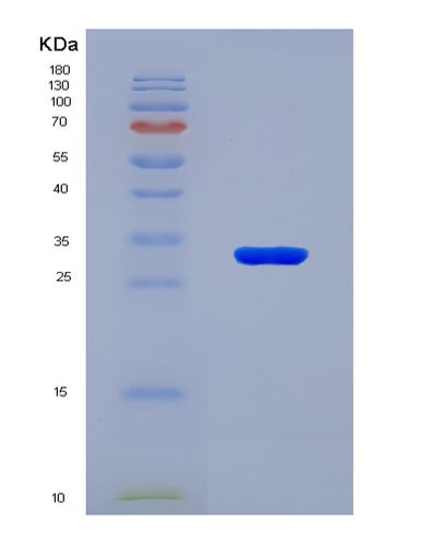 SDS-PAGE analysis of Mouse Phb1 (Prohibitin 1) - Recombinant Protein, CAT# BLT-08355P, showing >90% purity under 15% SDS-PAGE (Reduced)Mouse Phb1 (Prohibitin 1) - Recombinant Protein