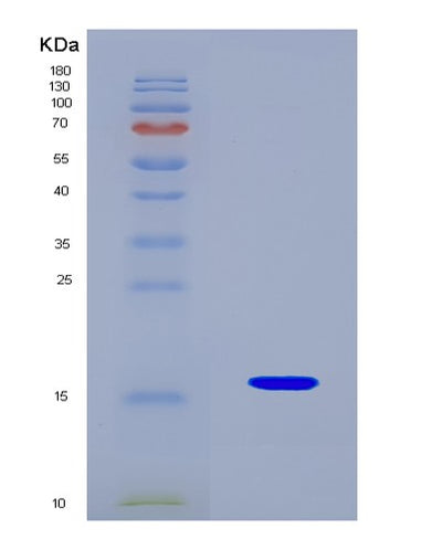 SDS-PAGE analysis of Human GDF6 (Growth/Differentiation Factor 6) - Recombinant Protein, CAT# BLT-08357P, showing >90% purity under 15% SDS-PAGE (Reduced)Human GDF6 (Growth/Differentiation Factor 6) - Recombinant Protein