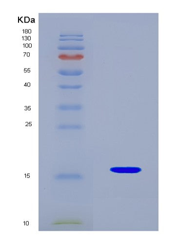 SDS-PAGE analysis of Human GDF6 (Growth/Differentiation Factor 6) - Recombinant Protein, CATHuman GDF6 (Growth/Differentiation Factor 6) - Recombinant Protein