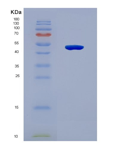 SDS-PAGE analysis of Human CDCA8 (Borealin) - Recombinant Protein, CATHuman CDCA8 (Borealin) - Recombinant Protein