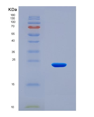 SDS-PAGE analysis of Human BCL2L15 (Bcl-2-Like Protein 15) - Recombinant Protein, CATHuman BCL2L15 (Bcl-2-Like Protein 15) - Recombinant Protein