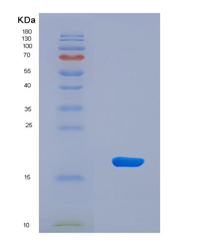 SDS-PAGE analysis of Human SNRPD1 (Small Nuclear Ribonucleoprotein Sm D1) - Recombinant Protein, CATHuman SNRPD1 (Small Nuclear Ribonucleoprotein Sm D1) - Recombinant Protein