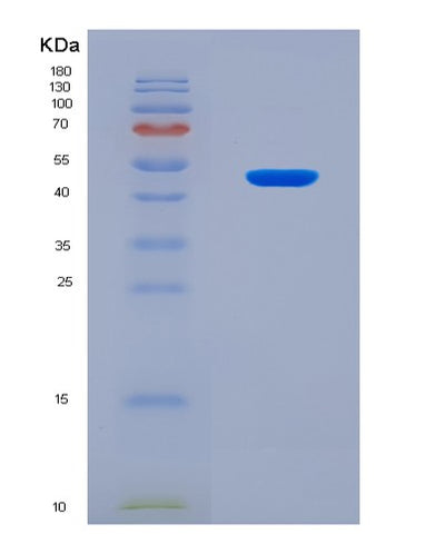 SDS-PAGE analysis of Human SF3B4 (Splicing Factor 3B Subunit 4) - Recombinant Protein, CAT# BLT-08485P showing >90% purity under 15% SDS-PAGE (Reduced)Human SF3B4 (Splicing Factor 3B Subunit 4) - Recombinant Protein