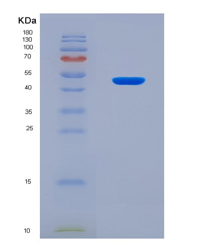 SDS-PAGE analysis of Human SF3B4 (Splicing Factor 3B Subunit 4) - Recombinant Protein, CATHuman SF3B4 (Splicing Factor 3B Subunit 4) - Recombinant Protein