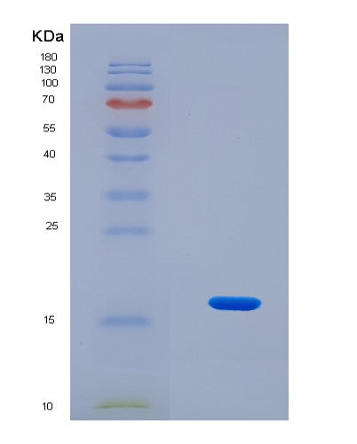 SDS-PAGE analysis of Human SNRPE (Small Nuclear Ribonucleoprotein E) - Recombinant Protein, CATHuman SNRPE (Small Nuclear Ribonucleoprotein E) - Recombinant Protein