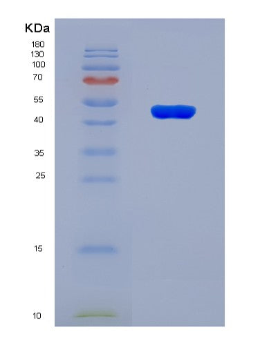 SDS-PAGE analysis of Human MAT2A (S-Adenosylmethionine Synthase Isoform Type-2) - Recombinant Protein, CATHuman MAT2A (S-Adenosylmethionine Synthase Isoform Type-2) - Recombinant Protein