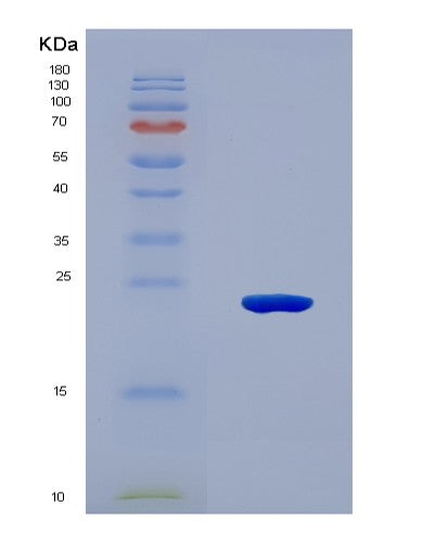 SDS-PAGE analysis of Mouse Il11 (Interleukin-11) - Recombinant Protein, CATMouse Il11 (Interleukin-11) - Recombinant Protein