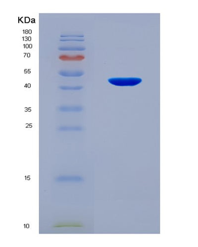 SDS-PAGE analysis of Mouse Mmp3 (Stromelysin-1) - Recombinant Protein, CAT# BLT-08508P showing >90% purity under 15% SDS-PAGE (Reduced)Mouse Mmp3 (Stromelysin-1) - Recombinant Protein