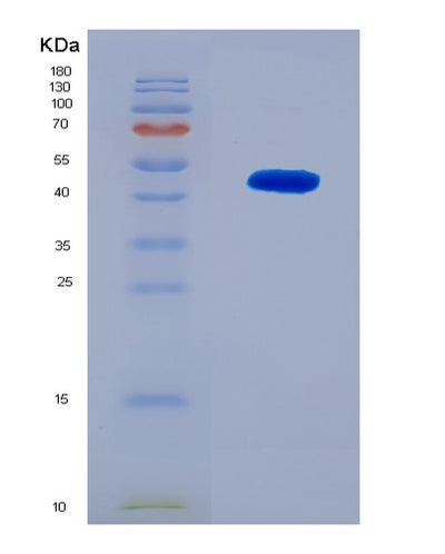 SDS-PAGE analysis of Human SEMA4F (Semaphorin-4F) - Recombinant Protein, CAT# BLT-08512P showing >90% purity under 15% SDS-PAGE (Reduced)Human SEMA4F (Semaphorin-4F) - Recombinant Protein