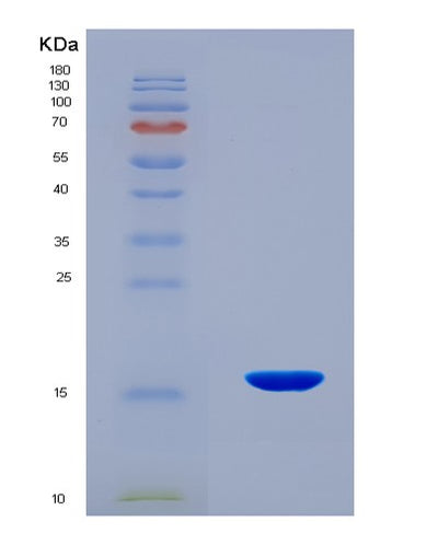 SDS-PAGE analysis of Mouse Gdf6 (Growth/Differentiation Factor 6) - Recombinant Protein, CAT# BLT-08530P showing >90% purity under 15% SDS-PAGE (Reduced)Mouse Gdf6 (Growth/Differentiation Factor 6) - Recombinant Protein