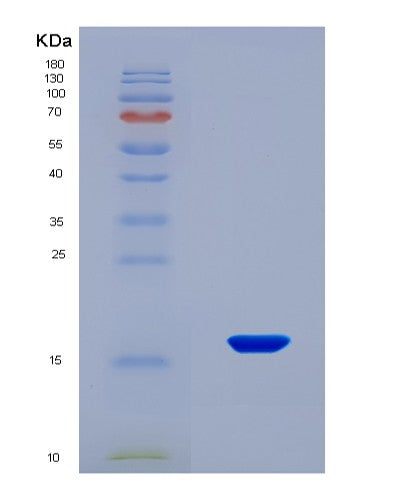 SDS-PAGE analysis of Human APOA1 (Apolipoprotein A-I) - Recombinant Protein, CATHuman APOA1 (Apolipoprotein A-I) - Recombinant Protein