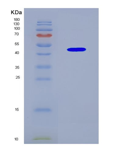 SDS-PAGE analysis of Human TMPRSS4 (Transmembrane Protease Serine 4) - Recombinant Protein, CAT# BLT-08556P showing >90% purity under 15% SDS-PAGE (Reduced)Human TMPRSS4 (Transmembrane Protease Serine 4) - Recombinant Protein