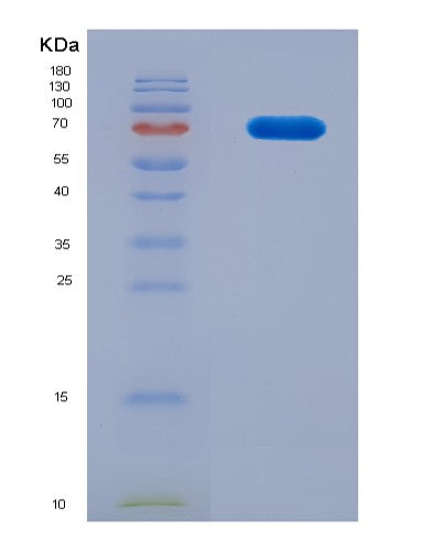 SDS-PAGE analysis of Mouse Hspa9 (Stress-70 Protein, Mitochondrial) - Recombinant Protein, CATMouse Hspa9 (Stress-70 Protein, Mitochondrial) - Recombinant Protein