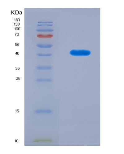 SDS-PAGE analysis of Mouse Got2 (Aspartate Aminotransferase, Mitochondrial) - Recombinant Protein, CAT# BLT-08567P showing >90% purity under 15% SDS-PAGE (Reduced)Mouse Got2 (Aspartate Aminotransferase, Mitochondrial) - Recombinant Protein