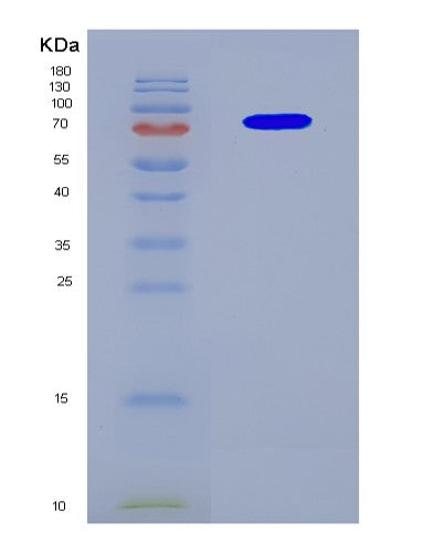 SDS-PAGE analysis of Human CUL3 (Cullin-3) - Recombinant Protein, CATHuman CUL3 (Cullin-3) - Recombinant Protein