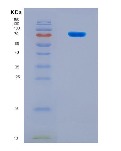 SDS-PAGE analysis of Human CUL2 (Cullin-2) - Recombinant Protein, CATHuman CUL2 (Cullin-2) - Recombinant Protein