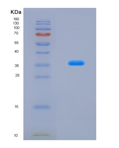 SDS-PAGE analysis of Mouse Ybx1 (Y-Box-Binding Protein 1) - Recombinant Protein, CATMouse Ybx1 (Y-Box-Binding Protein 1) - Recombinant Protein