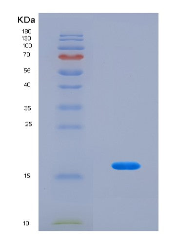 SDS-PAGE analysis of Human ATG12 (Ubiquitin-Like Protein Atg12) - Recombinant Protein, CATHuman ATG12 (Ubiquitin-Like Protein Atg12) - Recombinant Protein