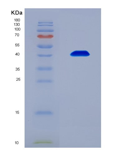 SDS-PAGE analysis of Human MDM2 (E3 Ubiquitin-Protein Ligase Mdm2) - Recombinant Protein, CATHuman MDM2 (E3 Ubiquitin-Protein Ligase Mdm2) - Recombinant Protein