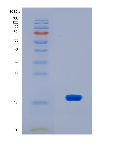 SDS-PAGE analysis of Mouse Nmu (Neuromedin-U) - Recombinant Protein, CATMouse Nmu (Neuromedin-U) - Recombinant Protein