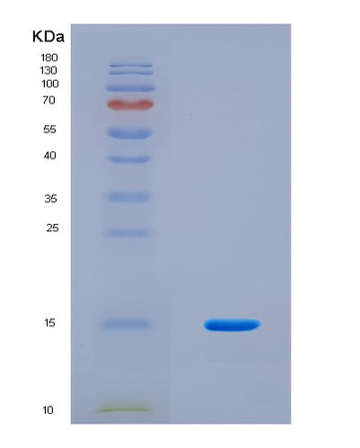 SDS-PAGE analysis of Mouse H2bc7 (Histone H2B Type 1-F/J/L) - Recombinant Protein, CAT# BLT-08668P showing >90% purity under 15% SDS-PAGE (Reduced)Mouse H2bc7 (Histone H2B Type 1-F/J/L) - Recombinant Protein
