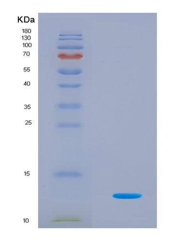 SDS-PAGE analysis of Mouse H4c1 (Histone H4) - Recombinant Protein, CAT# BLT-08669P showing >90% purity under 15% SDS-PAGE (Reduced)Mouse H4c1 (Histone H4) - Recombinant Protein