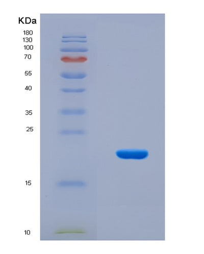 SDS-PAGE analysis of Mouse Rbm8a (Rna-Binding Protein 8A) - Recombinant Protein, CAT# BLT-08670P showing >90% purity under 15% SDS-PAGE (Reduced)Mouse Rbm8a (Rna-Binding Protein 8A) - Recombinant Protein