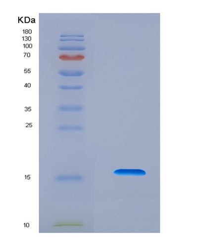 SDS-PAGE analysis of Human GDF11 (Growth/Differentiation Factor 11) - Recombinant Protein, CAT# BLT-08674P showing >90% purity under 15% SDS-PAGE (Reduced)Human GDF11 (Growth/Differentiation Factor 11) - Recombinant Protein