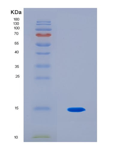 SDS-PAGE analysis of Human NGF (Beta-Nerve Growth Factor) - Recombinant Protein, CAT# BLT-08678P showing >90% purity under 15% SDS-PAGE (Reduced)Human NGF (Beta-Nerve Growth Factor) - Recombinant Protein
