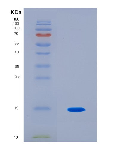 SDS-PAGE analysis of Human NGF (Beta-Nerve Growth Factor) - Recombinant Protein, CATHuman NGF (Beta-Nerve Growth Factor) - Recombinant Protein