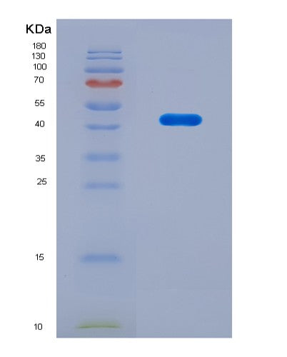 SDS-PAGE analysis of Mouse Dhodh (Dihydroorotate Dehydrogenase (Quinone), Mitochondrial) - Recombinant Protein, CATMouse Dhodh (Dihydroorotate Dehydrogenase (Quinone), Mitochondrial) - Recombinant Protein