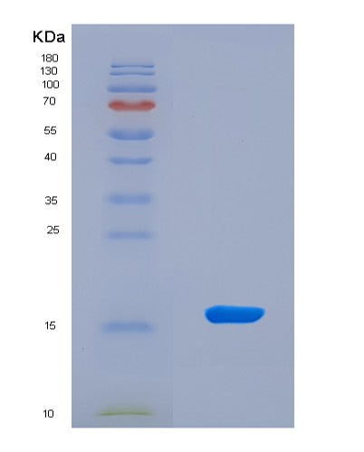SDS-PAGE analysis of Mouse Vegfc (Vascular Endothelial Growth Factor C) - Recombinant Protein, CATMouse Vegfc (Vascular Endothelial Growth Factor C) - Recombinant Protein