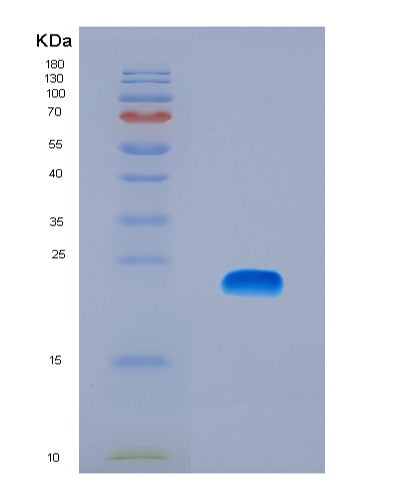 SDS-PAGE analysis of Human CRH (Corticoliberin) - Recombinant Protein, CATHuman CRH (Corticoliberin) - Recombinant Protein